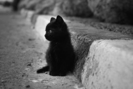 baby-baby-cat-black-and-white-cat-cute-Favim.com-272189